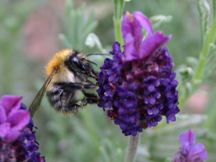 Bee on Lavender