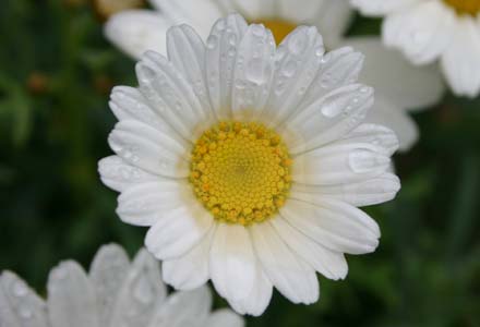Daisy
