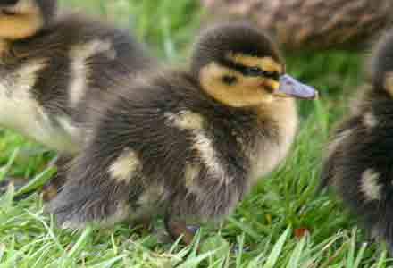 Mallard duckling