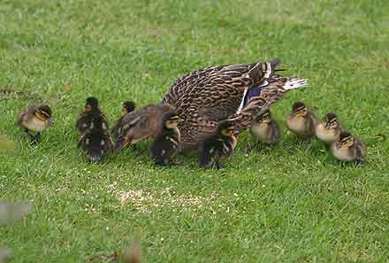 Ducklings