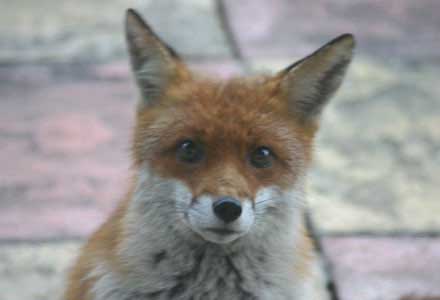 Mrs Fox