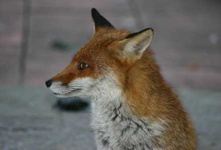 Mrs Fox