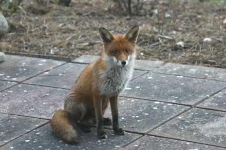 Fox Sitting