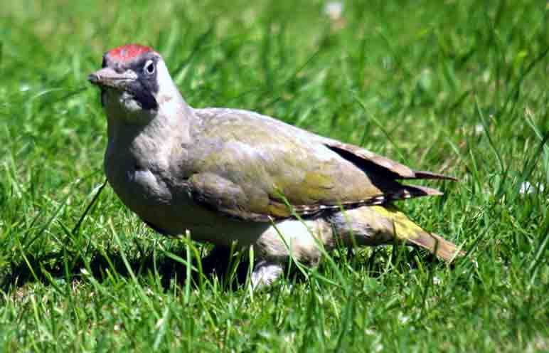 Green Woodpecker