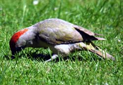 Green Woodpecker feeding