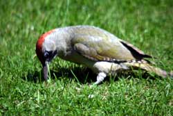 Green Woodpecker feeding