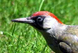 Green Woodpecker