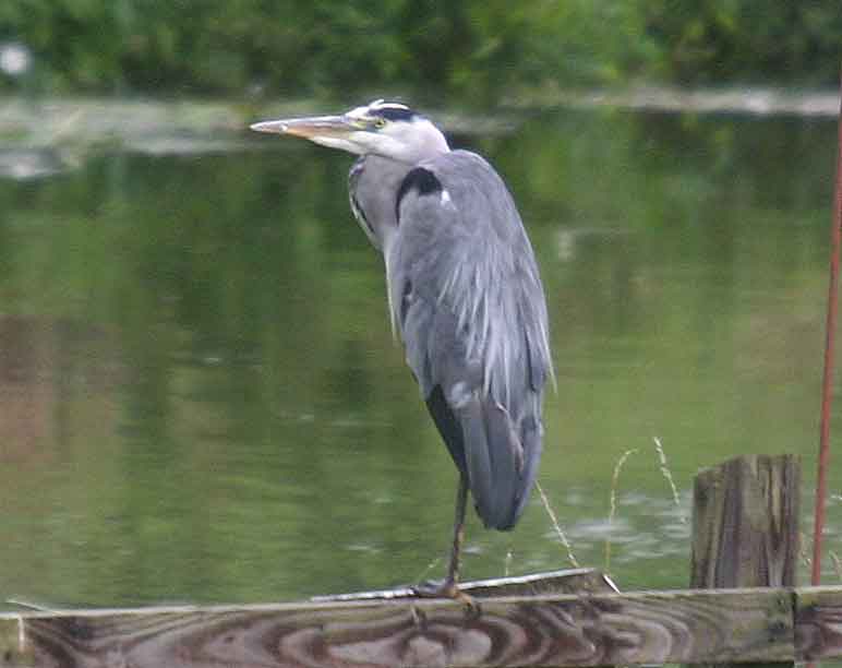 Heron
