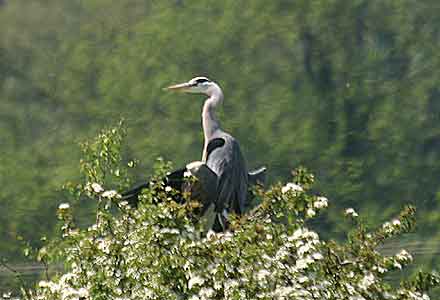Heron Sunbathing