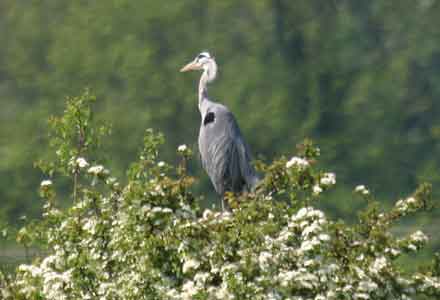 Heron in tree