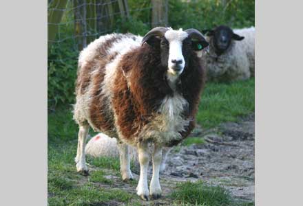 Jacob Sheep