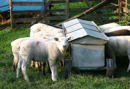 Lambs feeding