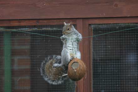 Squirel on Coconut