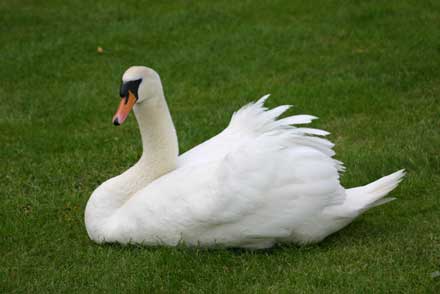 Mute Swan