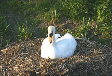 Swan on nest 