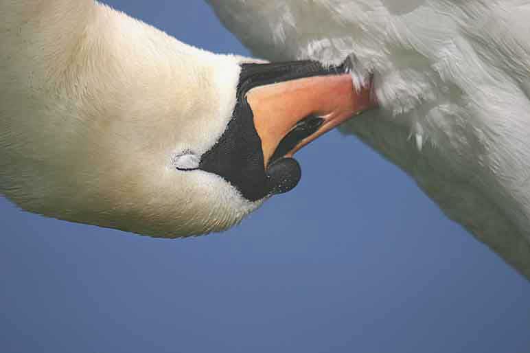 Swan cleaning