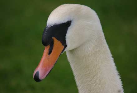 Male Mute Swan