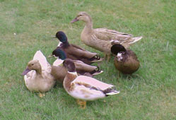 Karki Cmpbells & Friends 