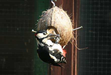 Woodpecker on coconut