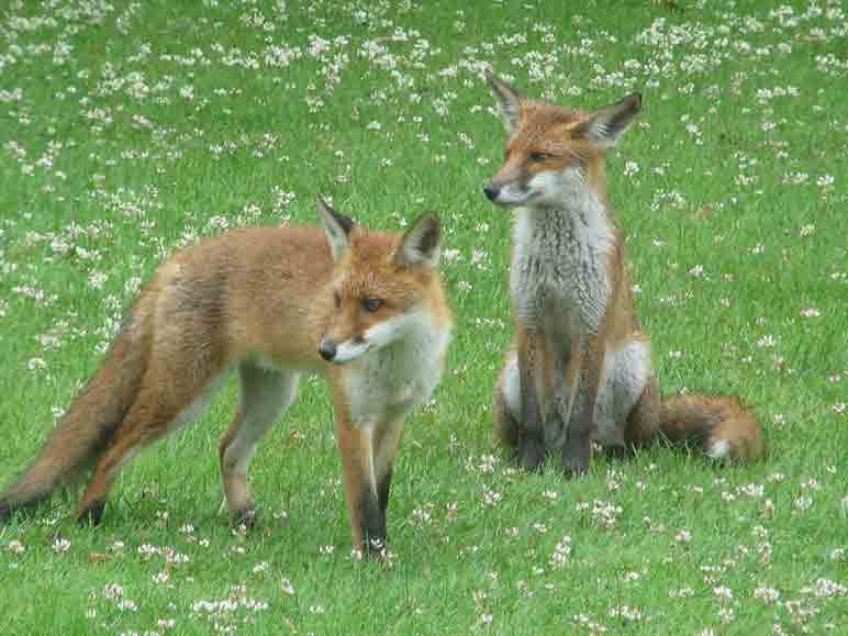 Junior Foxes