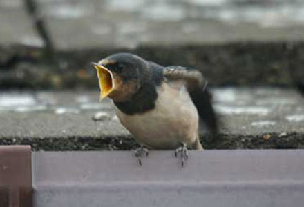 Young Swallow